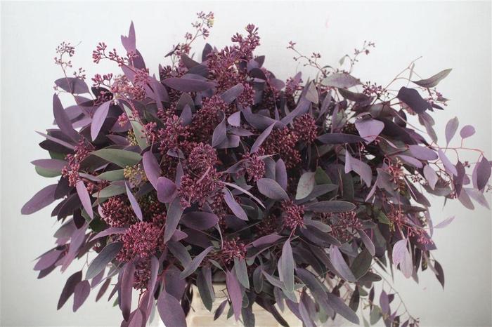 <h4>Euca Populus Berry 300gr Abs Lilac P Bunch</h4>