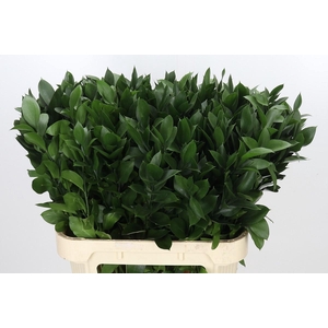 RUSCUS HYPOPHYLLUM