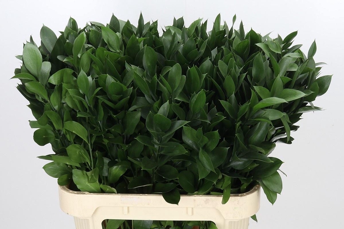 <h4>RUSCUS HYPOPHYLLUM</h4>