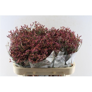 Lim Sin Scar Diamond