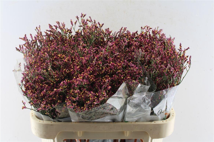 <h4>Lim Sin Scar Diamond</h4>