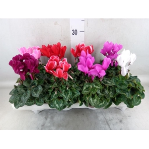 Cyclamen MD 'Allure'
