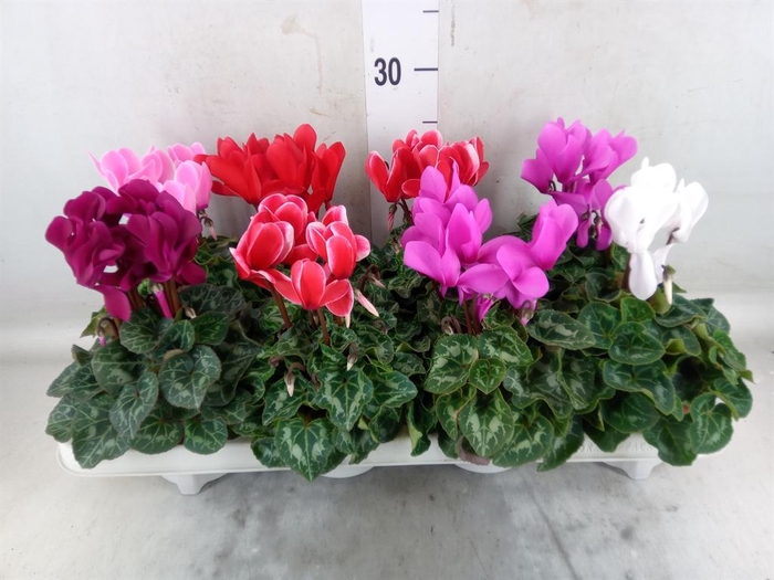 <h4>Cyclamen MD 'Allure'</h4>