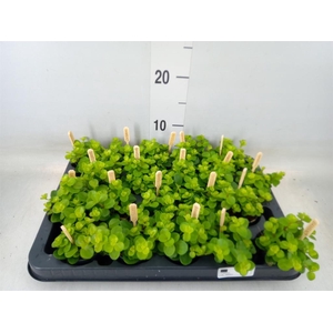 Peperomia rotundifolia