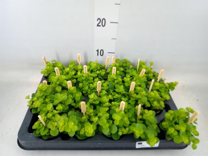 <h4>Peperomia rotundifolia</h4>