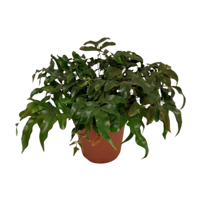 <h4>Davallia   ...</h4>