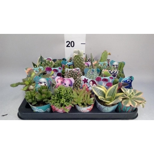 Cactus   ...mix