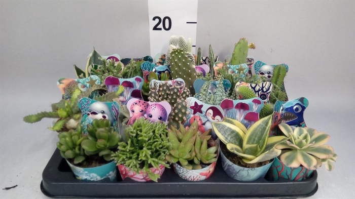 <h4>Cactus ...mix</h4>