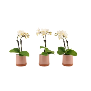 Valencia Roze Tiny Dolls Wit 2T12+ aqu@