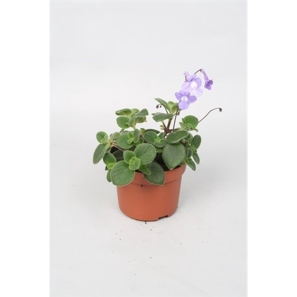 <h4>Streptocarpus Saxorum</h4>