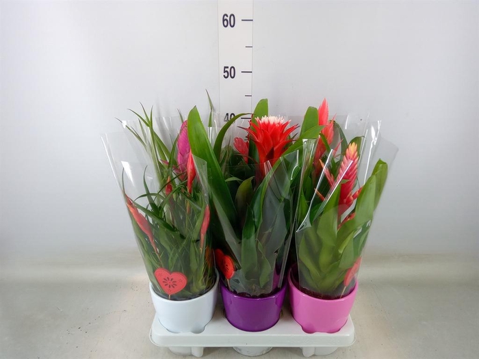 <h4>Bromelia   ...mix</h4>