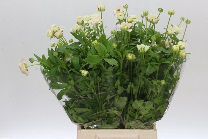 <h4>Ranunculus Butterfly Ariadne</h4>