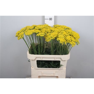 Achil F Parker Variety