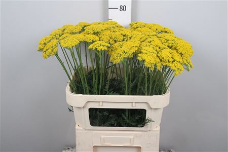 <h4>Achil F Parker Variety</h4>