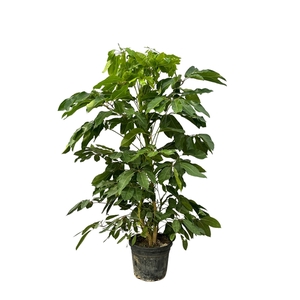 Schefflera Actinophylla 'Amate' - 220cm