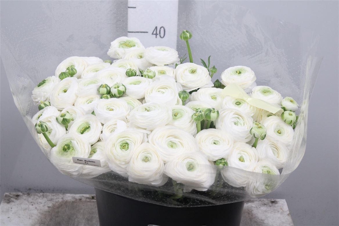 <h4>Ran El. White Ex</h4>