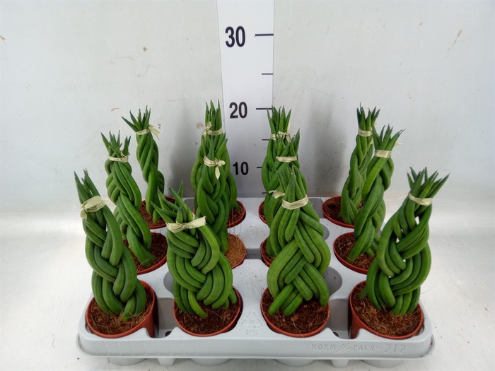 <h4>Sansevieria cyl.  ...</h4>