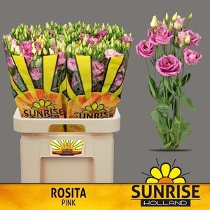Lisianthus do rosita pink