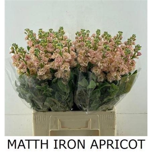 Matth Iron Apricot