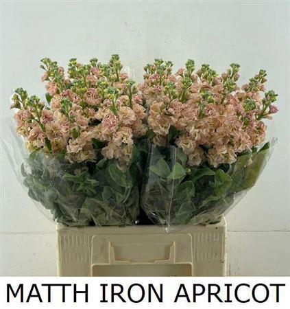 <h4>Matth Iron Apricot</h4>