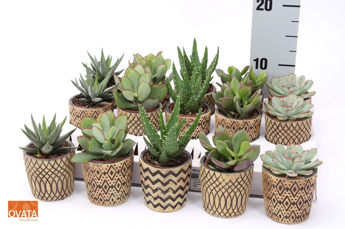 <h4>SUCC GEM 5 SRT</h4>