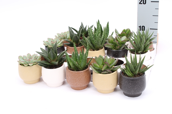<h4>SUCC GEM 5 SRT</h4>