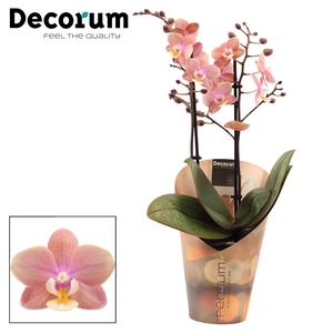 Phalaenopsis perfíum 2+ tak Melion (Decorum)