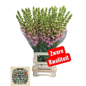 ANTIR POTO EARL PINK