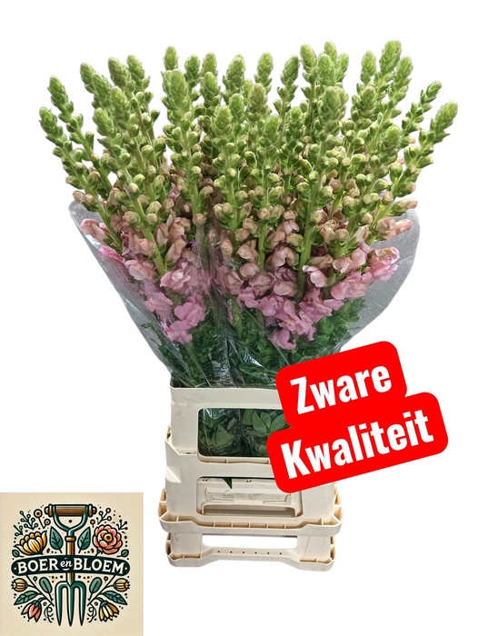 <h4>ANTIR POTO EARL PINK</h4>