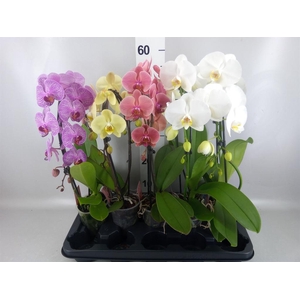 PHALAENOPSIS   ...MIX SPIEGELBOOG G