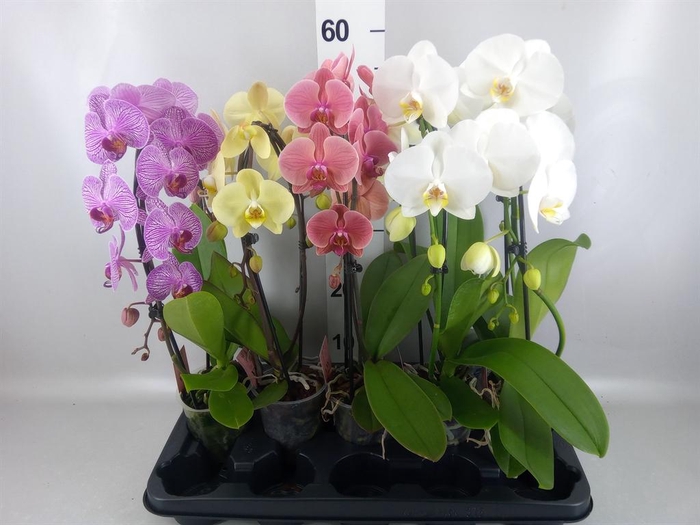 <h4>PHALAENOPSIS   ...MIX SPIEGELBOOG G</h4>