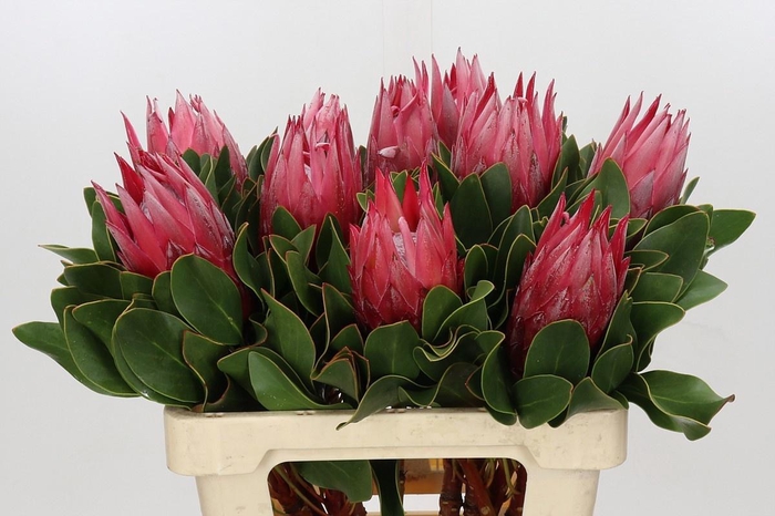 <h4>PROTEA CY MADIBA</h4>