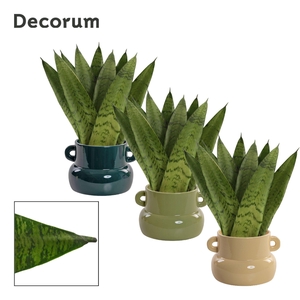 Sansevieria Zeylanica Fan 9 cm in Lucy (Top blend-collection)