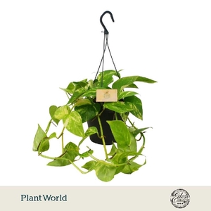 Epipremnum Hang hangpot Hawaien