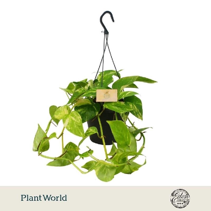 <h4>Epipremnum Hang hangpot Hawaien</h4>