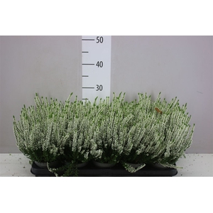 Calluna Beauty Lady Wit