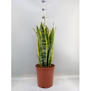 Sansevieria trifa. 'Laurentii'