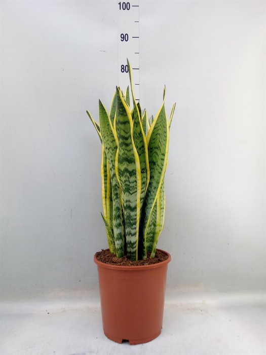 <h4>Sansevieria trifa. 'Laurentii'</h4>
