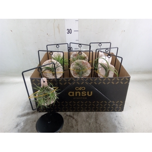 Tillandsia ionantha