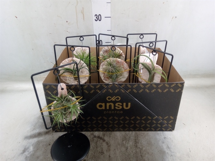 <h4>Tillandsia ionantha</h4>