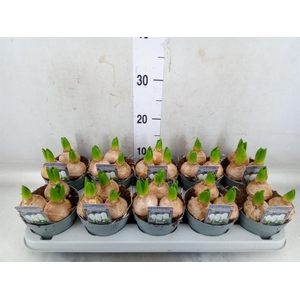 Hyacinthus orie. 'Pearl White'