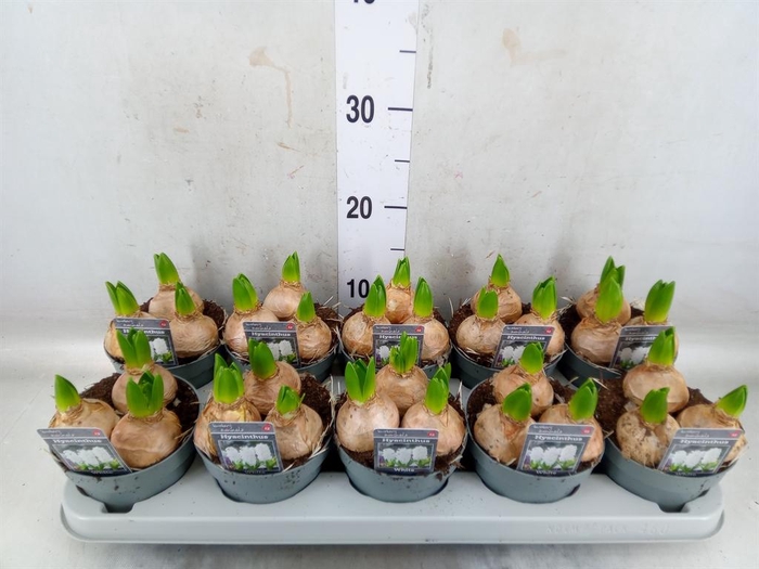 <h4>Hyacinthus orie. 'Pearl White'</h4>