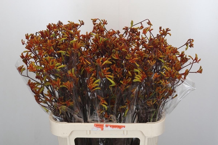 <h4>ANIGOZ BUSH SUNSET</h4>