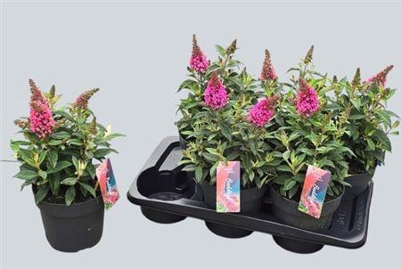 <h4>Buddleja davidii Butterfly Candy Little Pink</h4>