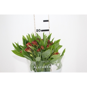 ALSTROEMERIA CINNAMON 080 CM