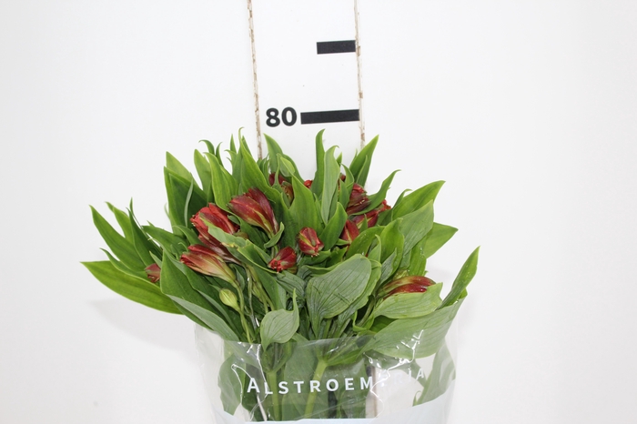 ALSTROEMERIA CINNAMON 080 CM