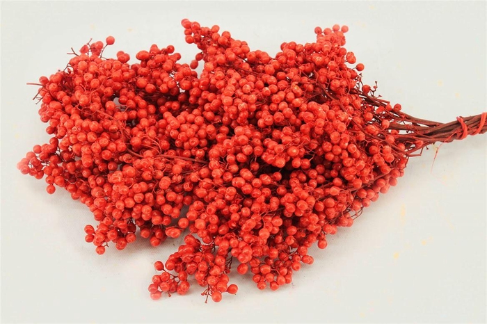 Schinus M Pt Red Bunch