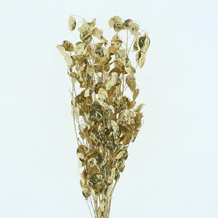 <h4>Dried Lunaria Antique Gold</h4>