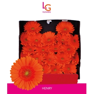 Ge Mi Henry - Fust 575