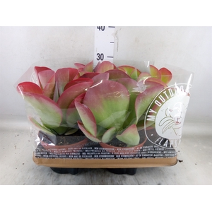 Kalanchoe NF thyrsiflora